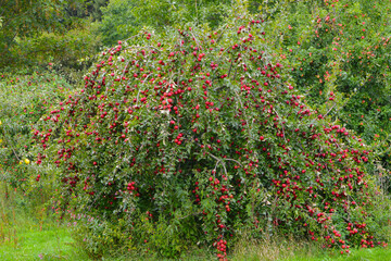 Apfel,  Malus domestica, reife &Auml;pfel am Baum