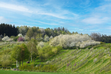 Obraz premium Obst, Obstplantage, Obstblüte