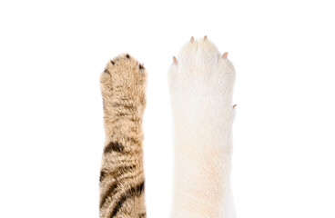Paws of a Labrador dog and Scottish Straight cat, closeup, isolated on white background