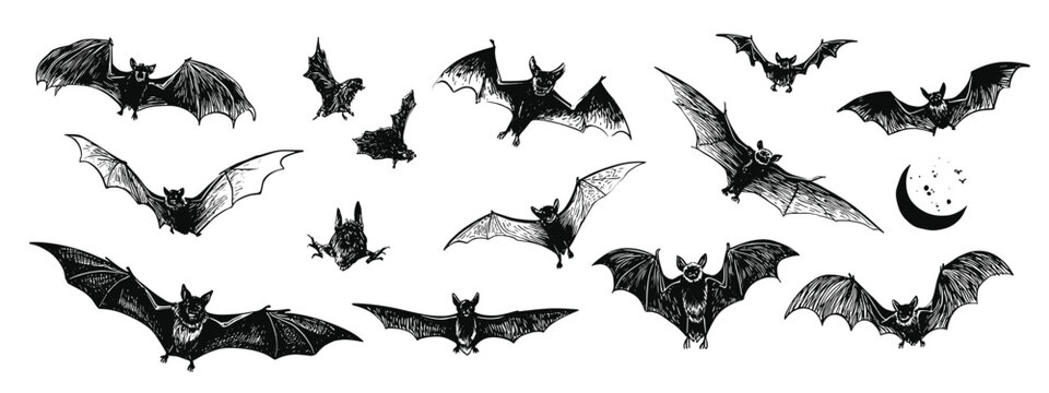 set of black silhouettes of bats vector illustration 