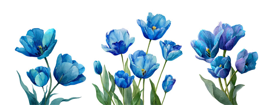 Spring tulip collection featuring blue blossoms and delicate petals. Botanical flower set ideal for greeting cards, March celebrations, watercolor art, and fresh tulip compositions. 
