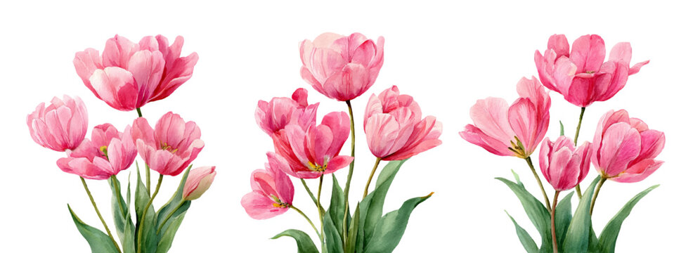 Pink tulip bouquet with realistic spring flowers. Watercolor floral set perfect for March 8 cards, Easter designs, botanical illustrations, and festive tulip arrangements. Vector illustration.