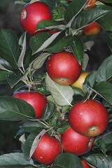 Apfel,  Malus domestica, Rajka