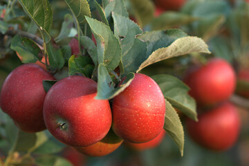 Apfel,  Malus domestica, Rajka