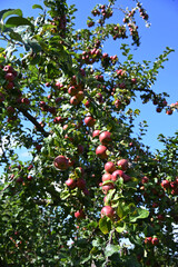 Apfel,  Malus domestica,  Herbstapfel, Kardinal Bea
