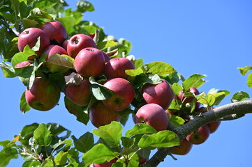 Apfel,  Malus domestica,  Herbstapfel, Kardinal Bea