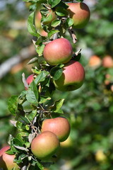 Apfel,  Malus domestica, Linsenhofer S&auml;mling