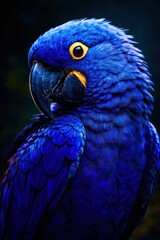 Obraz premium A blue parrot with yellow eyes is looking at the camera
