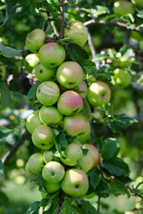 Apfel,  Malus domestica,  Herbstapfel, Engelsberger Renette