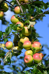 Apfel,  Malus domestica,  Herbstapfel, Engelsberger Renette