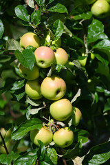 Apfel,  Malus domestica,  Herbstapfel, Engelsberger Renette