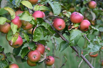 Apfel,  Malus domestica,  Hauxapfel