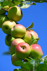 Apfel,  Malus domestica,  Herbstapfel, Engelsberger Renette