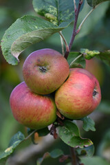 Apfel,  Malus domestica,  Hauxapfel