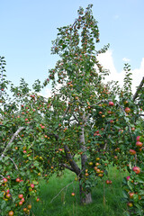 Apfel,  Malus domestica,  Hauxapfel