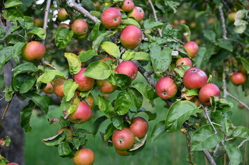 Apfel,  Malus domestica,  Hauxapfel