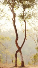 Fototapeta premium Two Tropical Trees with Intertwined Branches and Leaves Swaying Gently in Sync with the Breeze, Golden Hour Lighting, Shallow Depth of Field, Harmonious Composition