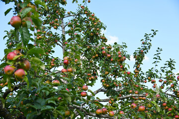 Apfel,  Malus domestica,  Hauxapfel