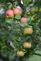 Apfel,  Malus domestica, Linsenhofer S&auml;mling