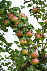 Apfel,  Malus domestica, Linsenhofer S&auml;mling