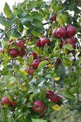 Apfel,  Malus domestica,  Herbstapfel, Kardinal Bea