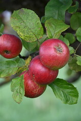 Apfel,  Malus domestica,  Herbstapfel, Kardinal Bea