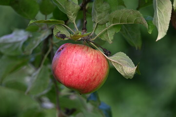 Apfel,  Malus domestica, Winterapfel, Ingol