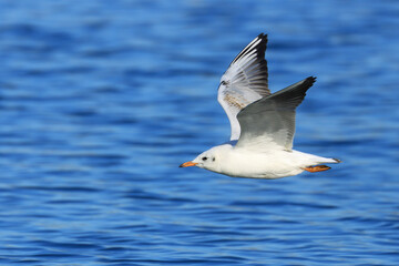 Black-headed gull in flight over the lake
