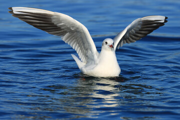 Black-headed gull on the lake