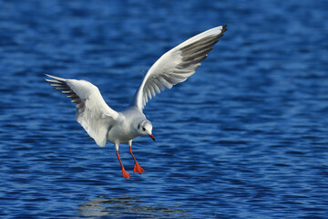Black-headed gull in flight over the lake