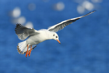 Black-headed gull in flight over the lake