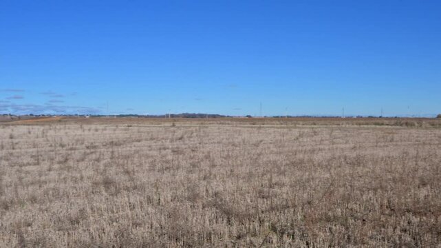 Dry grassy field under a blue sky