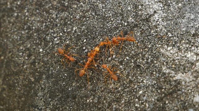 Orange Ants Moving Together On Rough Concrete Surface Teamwork Concept.