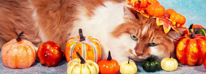 Funny cat in a wreath lies on a blue blanket with artificial colorful pumpkins