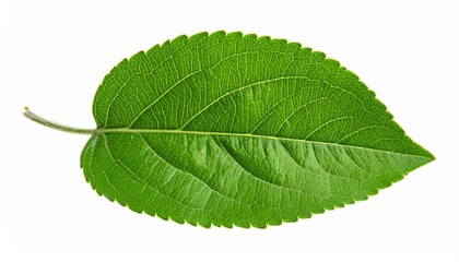 Obraz premium Green leaf with serrated edges and central vein—fresh botanical specimen on white background for plant studies.