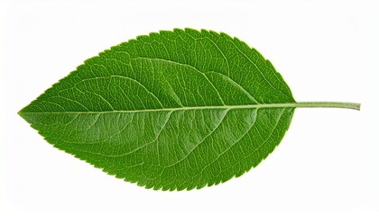 Obraz premium Green leaf with serrated edges and central vein—fresh botanical specimen on white background for plant studies.