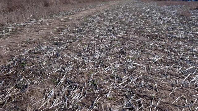 Walking perspective through a harvested cornfield stubble