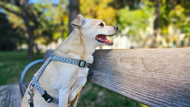 Hund sitzt auf Parkbank 