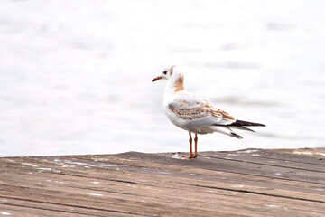 Alone Seagull Standing On A Wooden Pier By Calm Water. Coastal Bird On A Dock