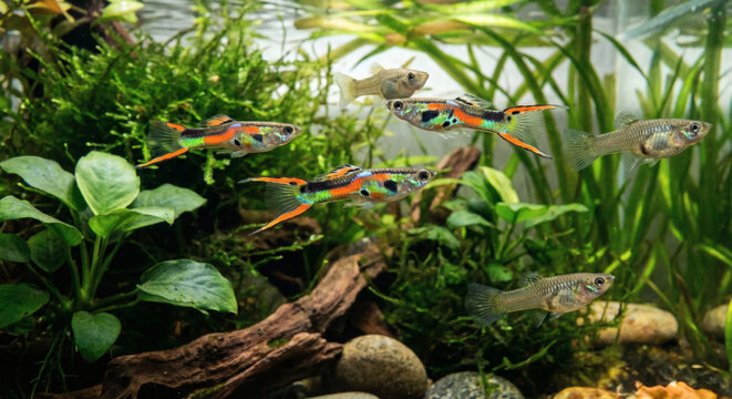 Group of male and female Endler's Livebearer (Poecilia wingei) swimming in planted aquarium, realistic underwater shot