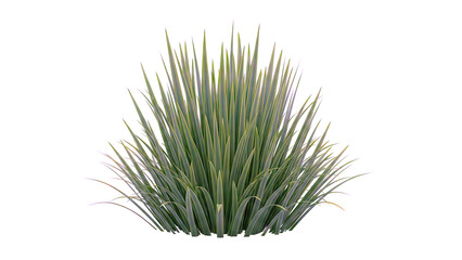 Lush Green Grass Bush Isolated on White Background