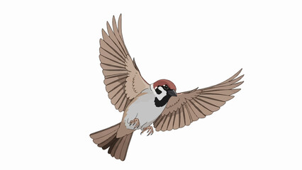 Obraz premium A sparrow with open wings in mid-flight, set against a stark white background