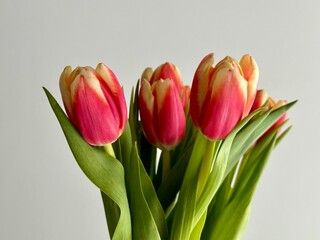 Fresh tulips on the white background 