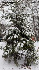 A snow-covered Christmas tree in a quiet winter park with bare trees and a playground in the background