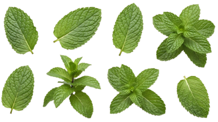 Fresh aromatic peppermint and spearmint plant branches with green mint leaves isolated on a white background provide a healthy herbal spice ingredient full of menthol freshness for food or medicine