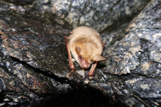 A bat hangs upside down from the wall of an abandoned adit