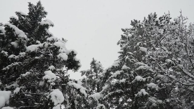Snow cover Fir Spruce and Pine trees against cloudy sky. Consequences of Winter storm. Meteorological condition. Climate change. Weather forecast. Solar anticyclone. Coniferous forest. Christmas mood
