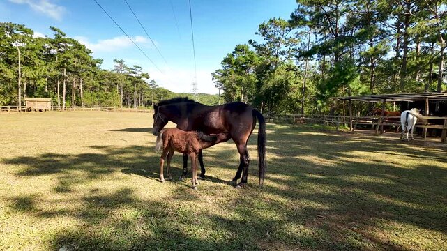 Horse mothers and their foals graze peacefully on the open fields of Vietnam. During the Vietnamese Lunar New Year, coinciding with the Year of the Horse, this scene symbolizes strength, longevity,