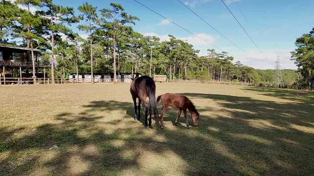 Horse mothers and their foals graze peacefully on the open fields of Vietnam. During the Vietnamese Lunar New Year, coinciding with the Year of the Horse, this scene symbolizes strength, longevity,