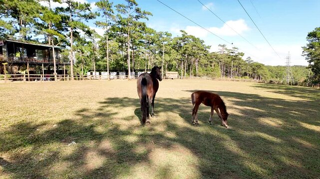 Horse mothers and their foals graze peacefully on the open fields of Vietnam. During the Vietnamese Lunar New Year, coinciding with the Year of the Horse, this scene symbolizes strength, longevity,